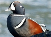 harlequin duck 8100012.jpg